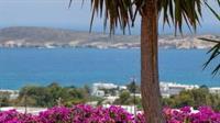 דריוס Aloe Paros Suites And Studios מראה חיצוני תמונה